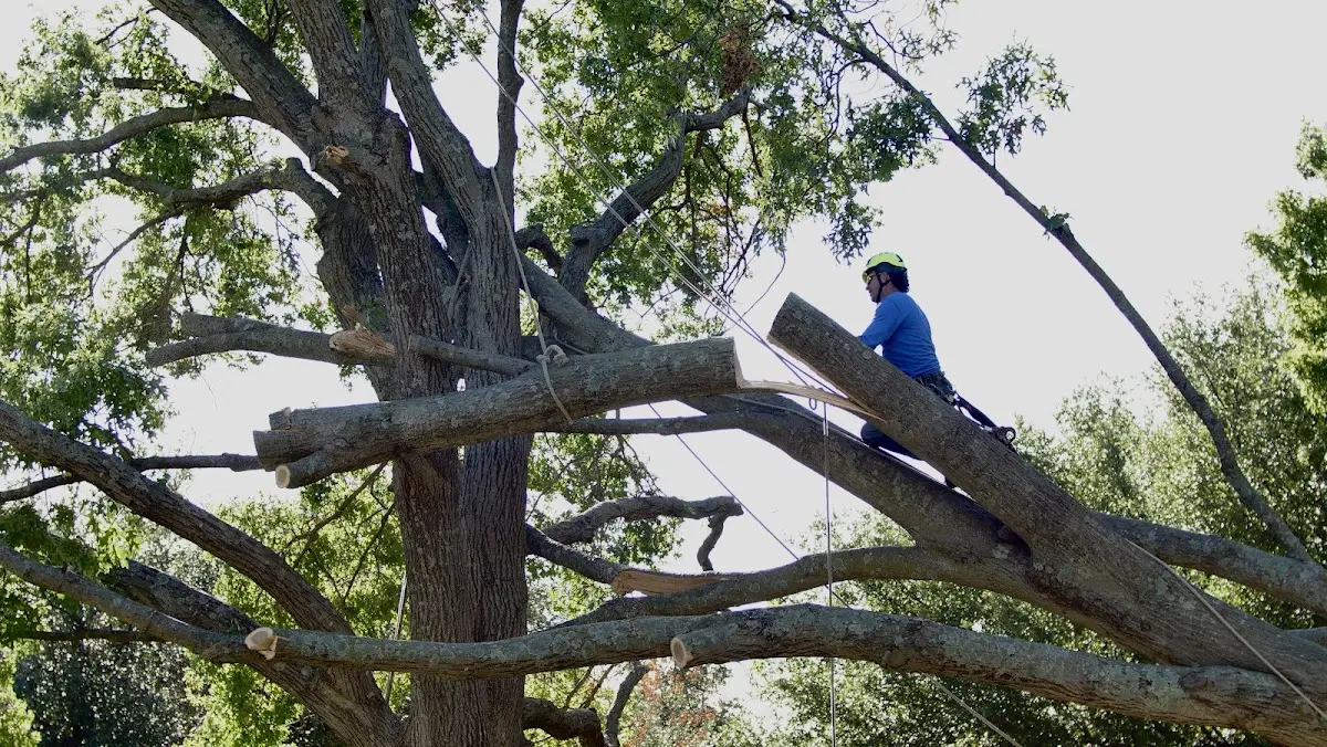 Professional Crown Thinning performed by certified arborists in Del Rio