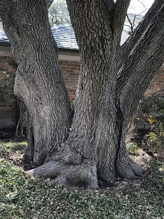 Mature heritage tree close to a Del Rio property cared for by certified arborists
