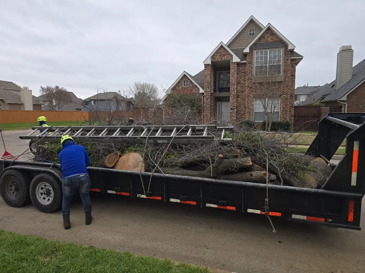 Expert Tree Removal with proper safety equipment in Del Rio